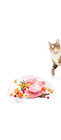 Brit Care Cat Grain-Free SENSITIVE HEALTHY DIGESTION AND DELICATE TASTE - 2/2