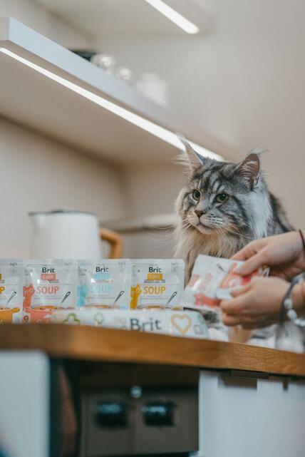 Brit Care Soup with Salmon for Cats 75 g - 2