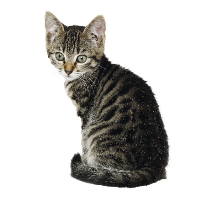 Nutrican Cat Kitten - 2