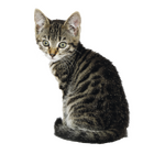 Nutrican Cat Kitten - 2/3