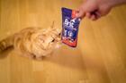 Brit Premium Cat Pouches Liver for Sterilized 100 g - 2/3