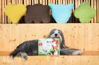 BRIT HEALTHY & DELICIOUS PRESENT FOR DOGS 2023  - 2/6