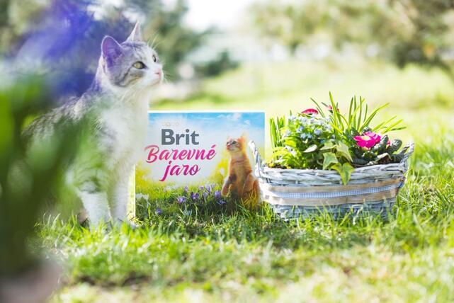 Brit Jarní BOX Cat  - 3