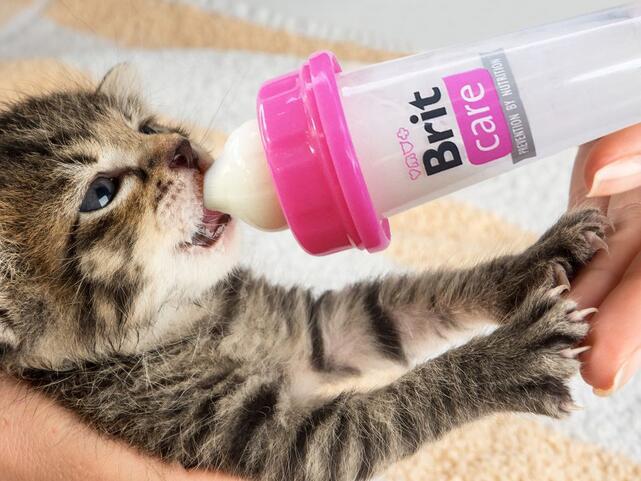Brit Care Kitten Milk 250 g - 4