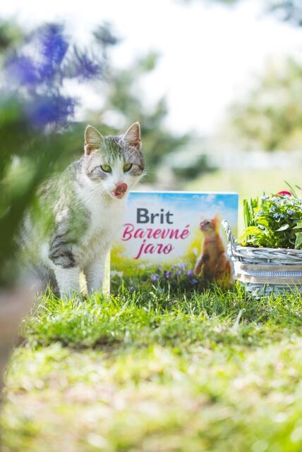 Brit Jarní BOX Cat  - 4