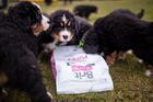Brit Care Dog Grain-free Puppy - 6/6