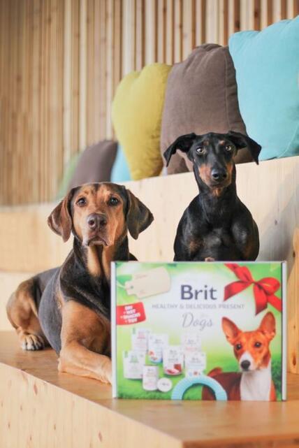 BRIT HEALTHY & DELICIOUS PRESENT FOR DOGS 2023  - 7