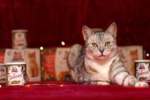 Tipy na vánoční dárky pro vaši kočičku