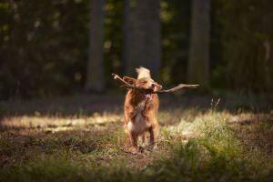 Jarní sportování: do formy společně se svým psem