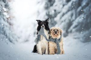 Péče o psa v zimních měsících: aby byl váš pes zdravý a fit!