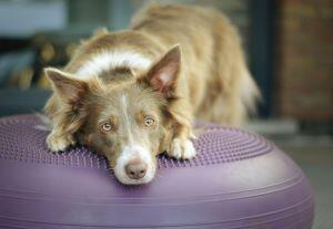 Dogfitness – aby byl váš pes zdravý a fit 