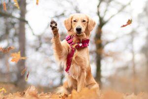 Brit Vitamins: Podpora psího imunitního systému během podzimu a zimy