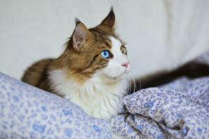 Urologická a ledvinová onemocnění koček