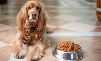 Když pes odmítá potravu: jak tuto situaci řešit?