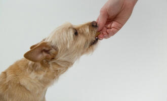 Krmná dávka jako základ péče o psy: jak s ní pracovat?