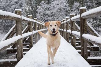 Zimní dovolená se psem: abyste si ji všichni společně užili 
