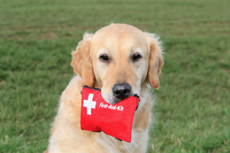 Lékárnička první pomoci pro psy 
