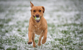 Tipy a rady: Jak vybrat podzimní a zimní psí výbavu