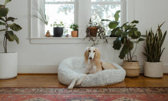 Tipy a rady: Základní potřeby psů aneb jak ideálně vybavit domácnost